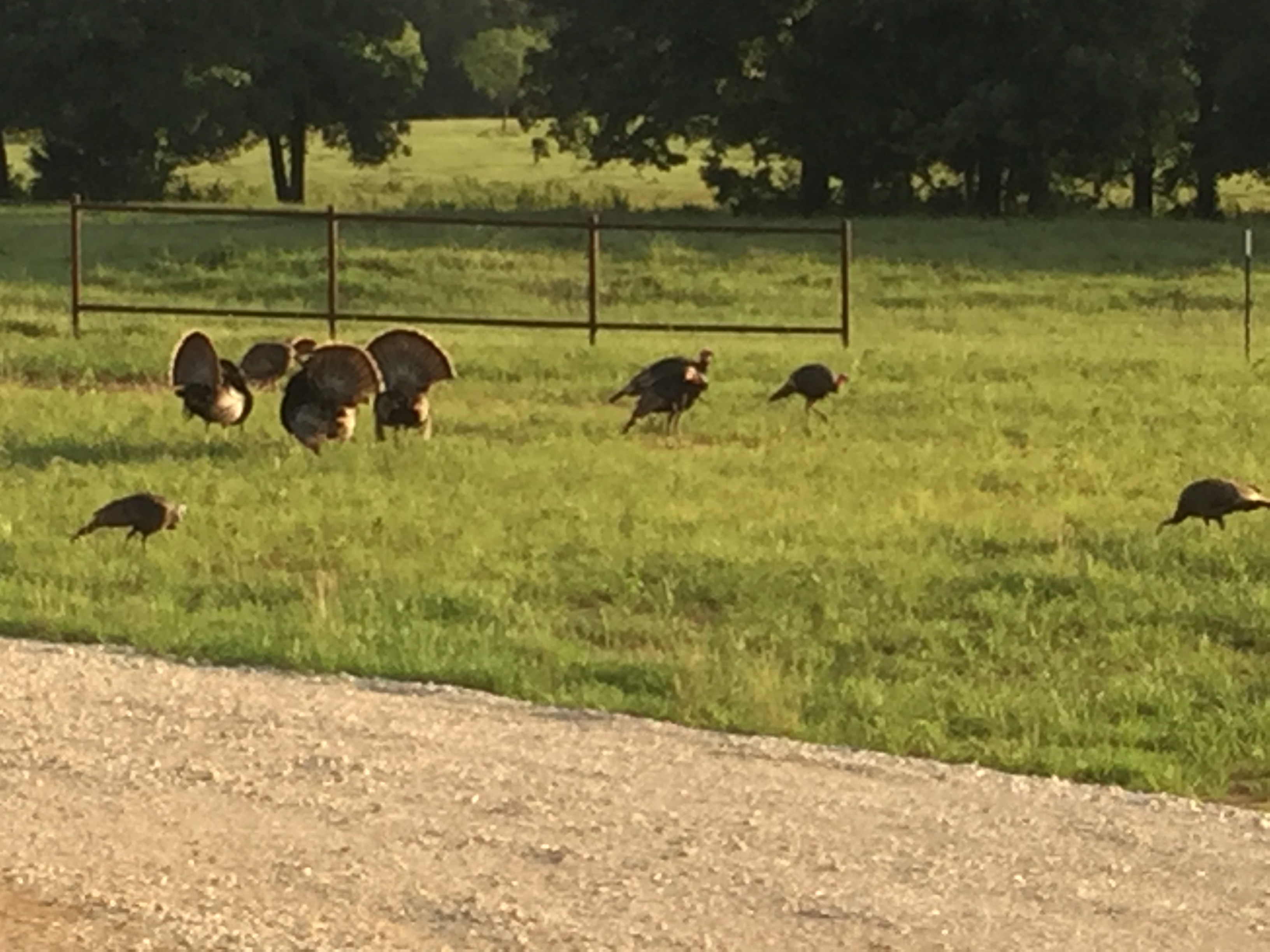 turkeys